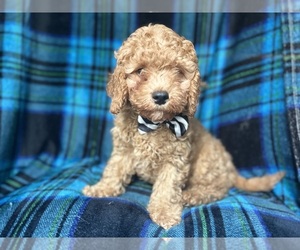Poodle (Miniature) Puppy for sale in LAKELAND, FL, USA