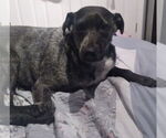 Small #9 Mutt