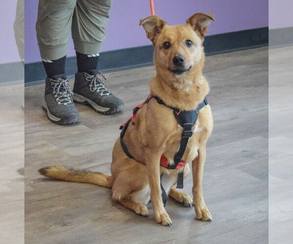 Medium Photo #4 Basenji-Carolina Dog Mix Puppy For Sale in Huntley, IL, USA