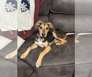German Pinscher-Unknown Mix Dogs for adoption in Virginia Beach, VA, USA