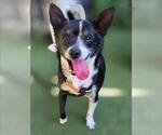 *ACORN - Female Chihuahua-Unknown Mix Dog for Adoption - Small photo