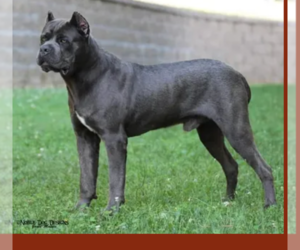 Father of the Cane Corso puppies born on 12/24/2025