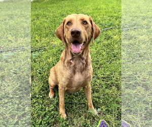 Dandelion - Female Labrador Retriever-Unknown Mix Dog for Adoption - Photo #3