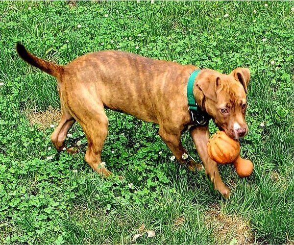 Medium Photo #21 American Staffordshire Terrier-Unknown Mix Puppy For Sale in Spotsylvania, VA, USA