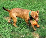 Small #20 American Staffordshire Terrier Mix