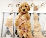Small Photo #2 Cockapoo Puppy For Sale in MIAMI, FL, USA