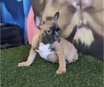 Small Photo #20 French Bulldog Puppy For Sale in BALBOA, CA, USA