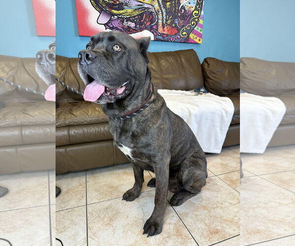 Medium Photo #1 Mutt Puppy For Sale in Goodyear, AZ, USA