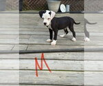 Moose - Male Bulldog Dog for Adoption - Small photo