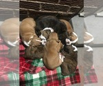 Small Photo #1 Boxer Puppy For Sale in BROWNWOOD, TX, USA