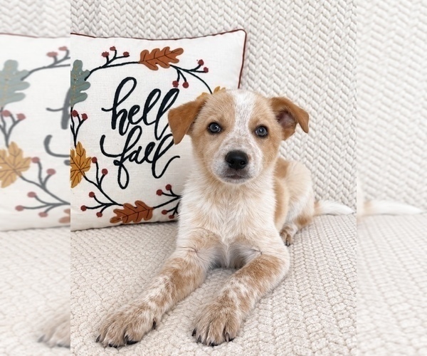 Medium Photo #4 Australian Cattle Dog Puppy For Sale in INDIANAPOLIS, IN, USA