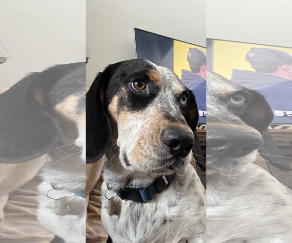 Medium Photo #8 Bagle Hound Puppy For Sale in Carrollton, TX, USA