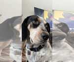 Small #7 Bagle Hound