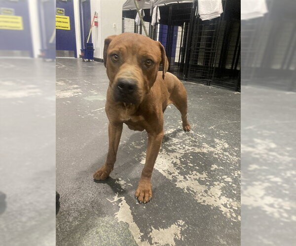 Medium Photo #1 Rottweiler-Unknown Mix Puppy For Sale in Bakersfield, CA, USA