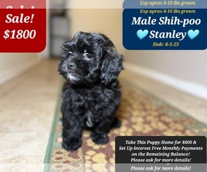 Shih-Poo Puppy for sale in TUCSON, AZ, USA