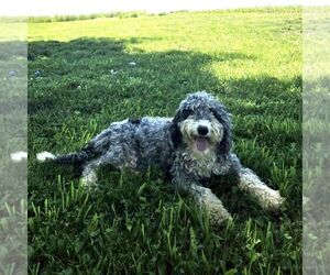 Mother of the Bernedoodle (Miniature) puppies born on 05/02/2026