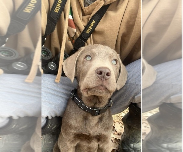 Medium Photo #1 Labrador Retriever Puppy For Sale in COSHOCTON, OH, USA