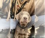 Small Labrador Retriever