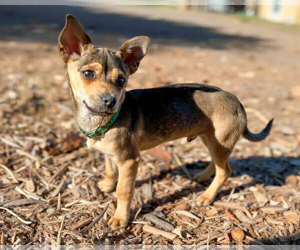 Medium Photo #8 Mutt Puppy For Sale in Corona, CA, USA