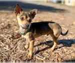 Small Photo #8 Mutt Puppy For Sale in Corona, CA, USA