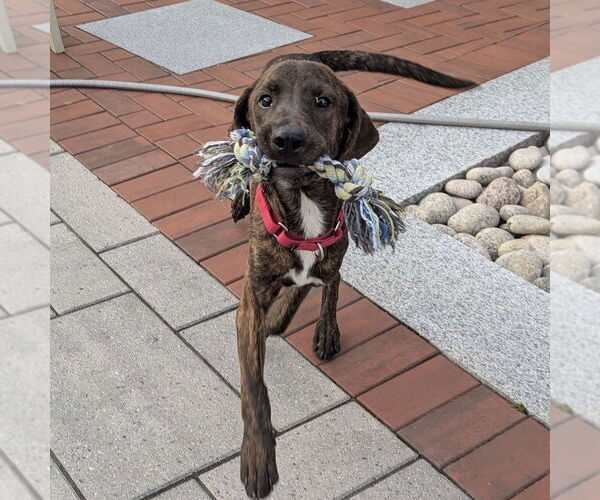 Medium Photo #4 Mutt Puppy For Sale in Boston, MA, USA