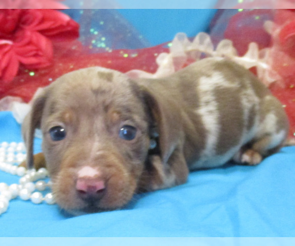 Medium Photo #4 Dachshund Puppy For Sale in FOYIL, OK, USA
