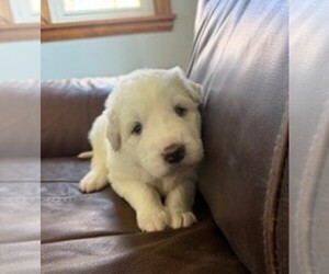 Medium Great Pyrenees