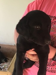 Labrador Retriever Puppy for sale in ALLENDALE, MI, USA