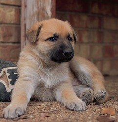 German Shepherd Dog Puppy for sale in ARLINGTON, TX, USA
