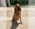 Small Photo #1 Bloodhound Puppy For Sale in OLIN, NC, USA