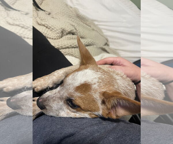 Medium Photo #6 Mutt Puppy For Sale in Garden City, NY, USA