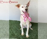 Small American Staffordshire Terrier Mix