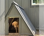 Small #11 Labrador Retriever