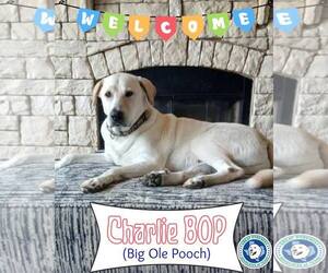 Great Pyrenees-Unknown Mix Dogs for adoption in Houston, TX, USA