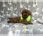 Small #4 Cavapoo
