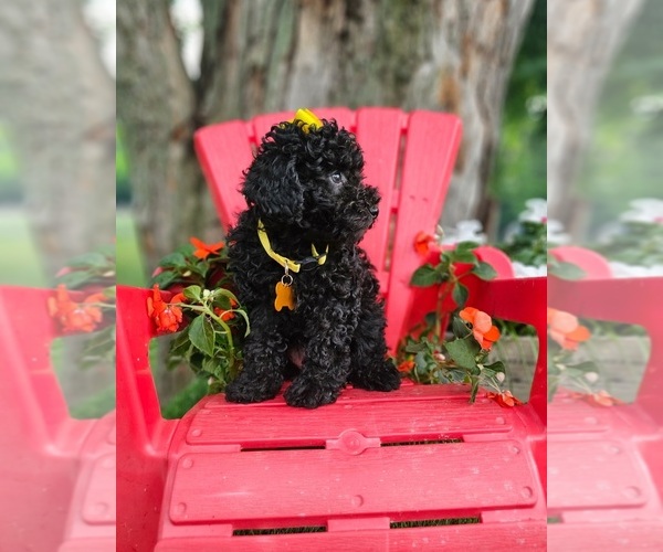 Medium Photo #8 Poodle (Toy) Puppy For Sale in INDIANAPOLIS, IN, USA