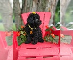 Small #7 Poodle (Toy)