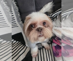 COURTESY POST: Lucy - Female Shih Tzu Dog for Adoption