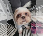 COURTESY POST: Lucy - Female Shih Tzu Dog for Adoption - Small photo