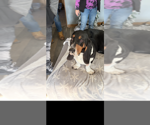 Father of the Basset Hound-Great Dane Mix puppies born on 01/11/2026