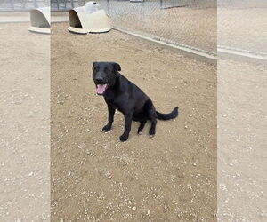 Labrador Retriever-Unknown Mix Dogs for adoption in Maquoketa, IA, USA