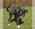 Small Photo #14 Mutt Puppy For Sale in Talladega, AL, USA