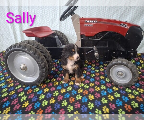 Medium Photo #11 Bernese Mountain Dog Puppy For Sale in MEMPHIS, MO, USA