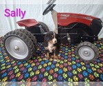 Puppy Sally Bernese Mountain Dog