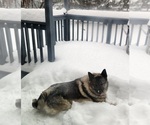 Small Photo #1 Norwegian Elkhound Puppy For Sale in SCHOFIELD, WI, USA