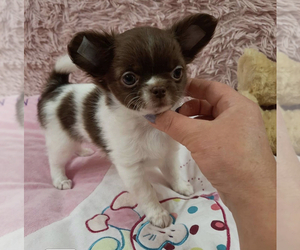 Chihuahua Puppy for sale in SNOW CAMP, NC, USA