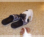 Small #4 Jack Russell Terrier
