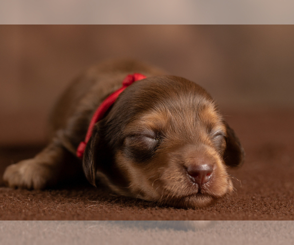 Medium Photo #10 Dachshund Puppy For Sale in CROWLEY, TX, USA