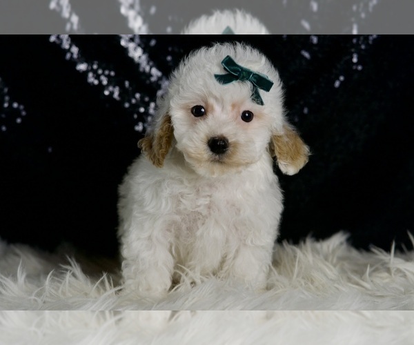 Medium Photo #6 Maltipoo Puppy For Sale in WARSAW, IN, USA