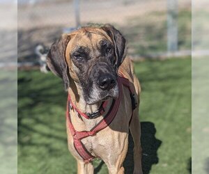 Great Dane Dogs for adoption in Vail, AZ, USA